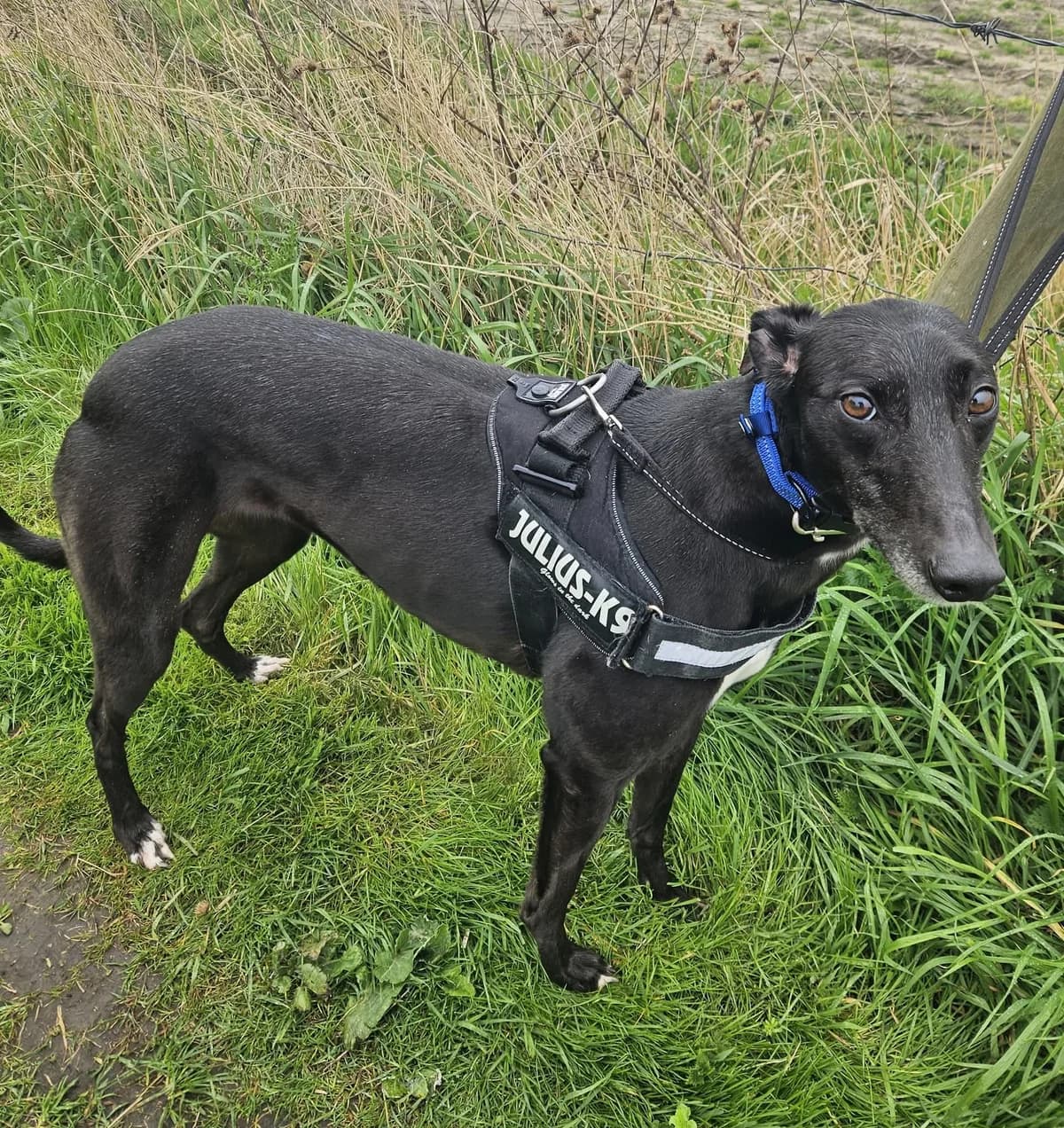 Molly, female Mixed Breed for adoption at Warrington Animal Welfare, Warrington
