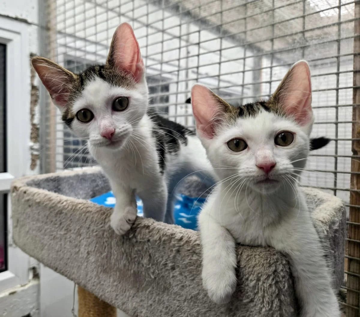 Monkey & Mischief, female Mixed Breed for adoption at Warrington Animal Welfare, Warrington