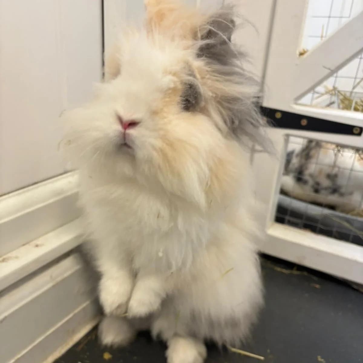 Mr Bun, male Mixed Breed for adoption at Warrington Animal Welfare, Warrington