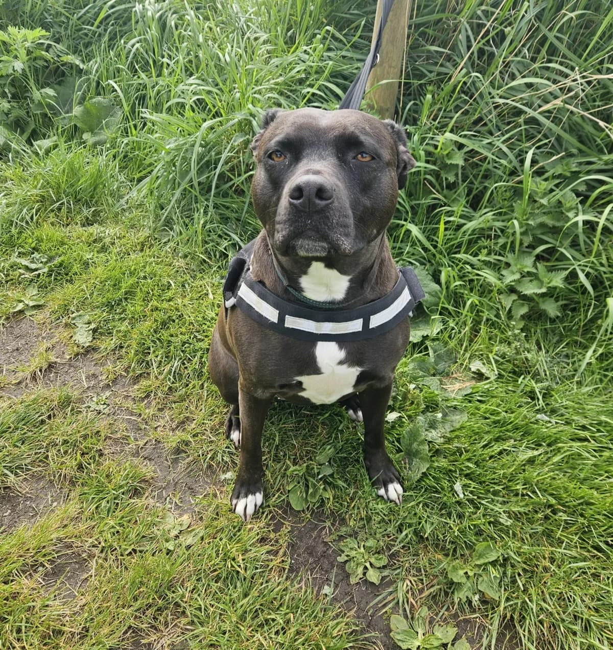 Nora, female Mixed Breed for adoption at Warrington Animal Welfare, Warrington