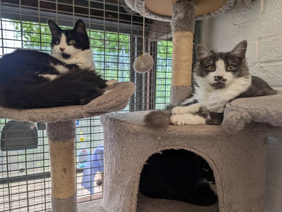 Pablo & Pedro, male Mixed Breed for adoption at Warrington Animal Welfare, Warrington