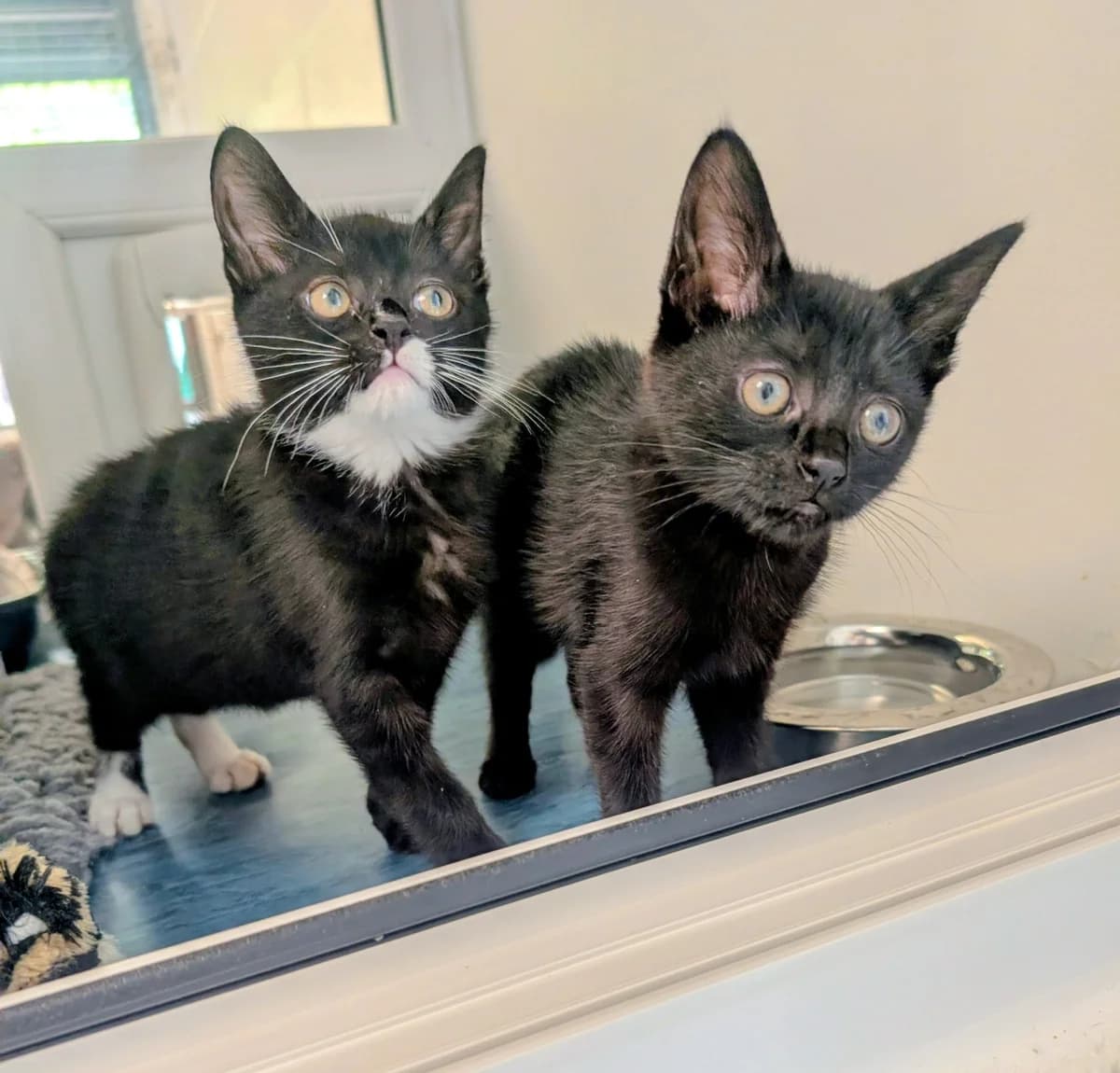 Paddy & Patty, female Mixed Breed for adoption at Warrington Animal Welfare, Warrington
