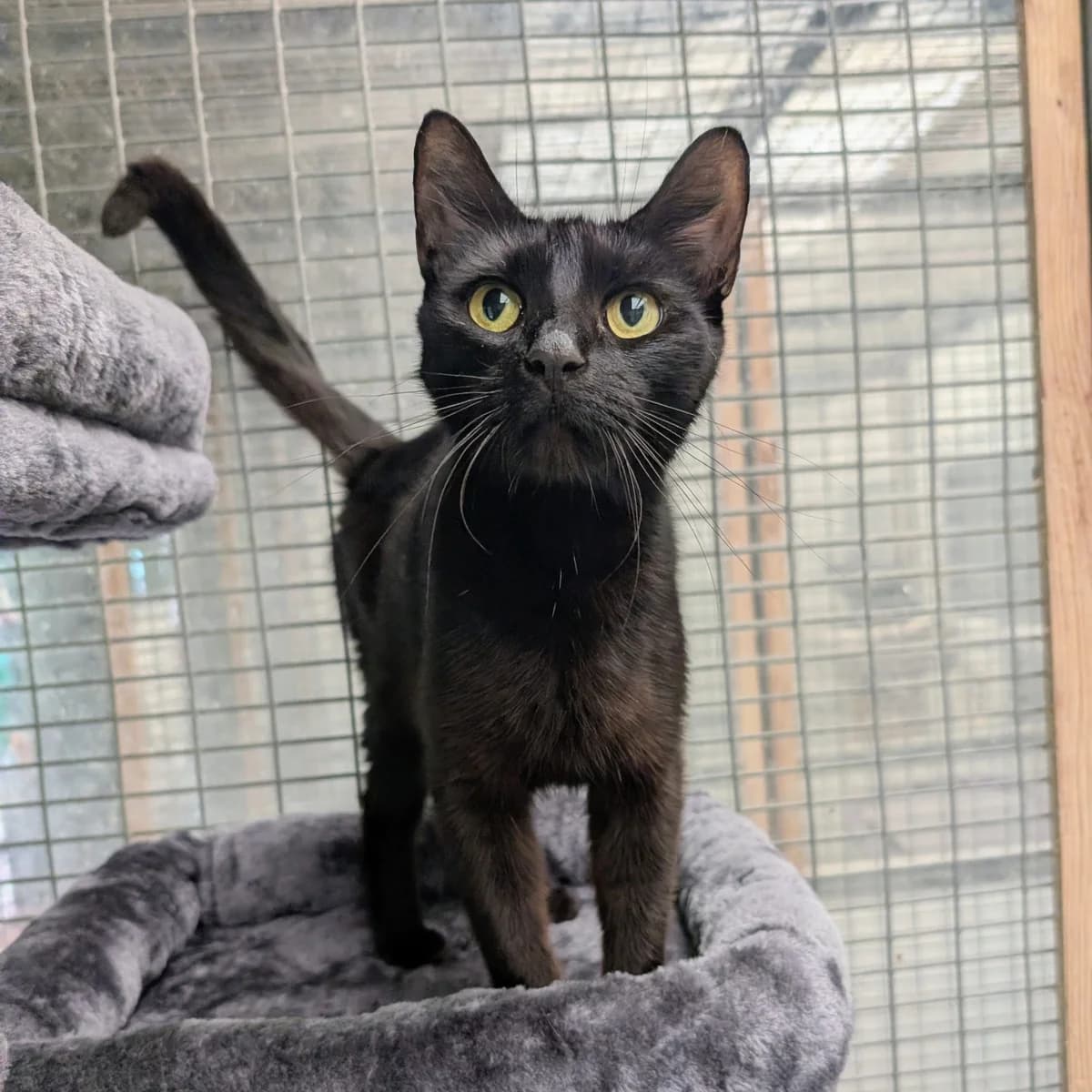 Panthera, female puppy Mixed Breed for adoption at Warrington Animal Welfare, Warrington