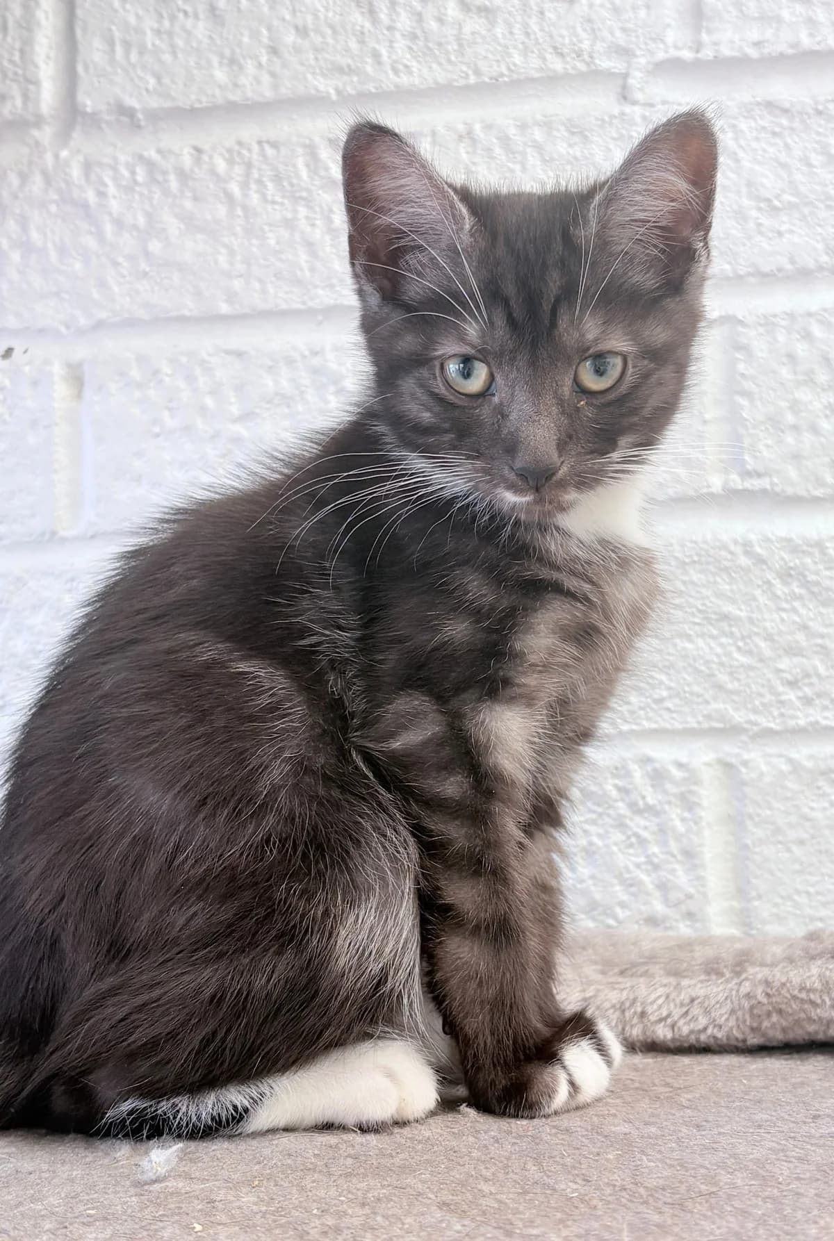 Pepe & Felipe, male puppy Mixed Breed for adoption at Warrington Animal Welfare, Warrington