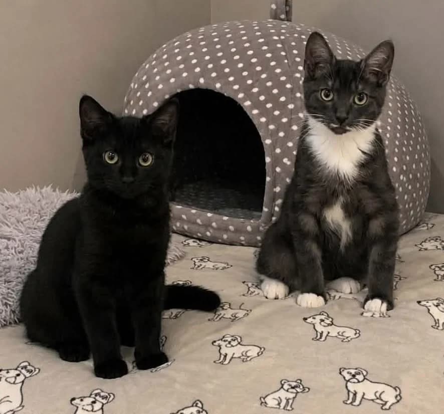 Pepe & Felipe, male puppy Mixed Breed for adoption at Warrington Animal Welfare, Warrington