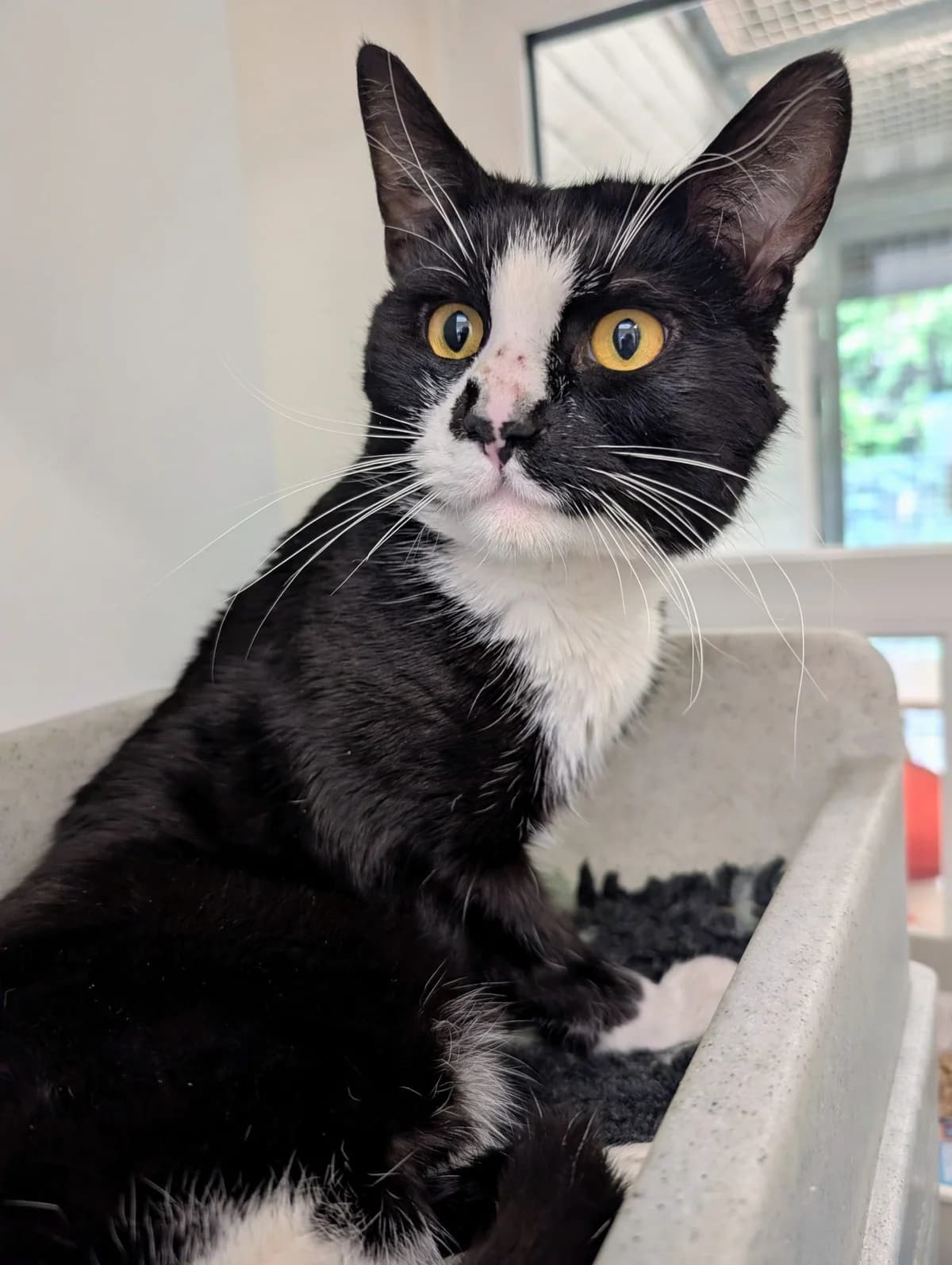 Phoenix, male Mixed Breed for adoption at Warrington Animal Welfare, Warrington