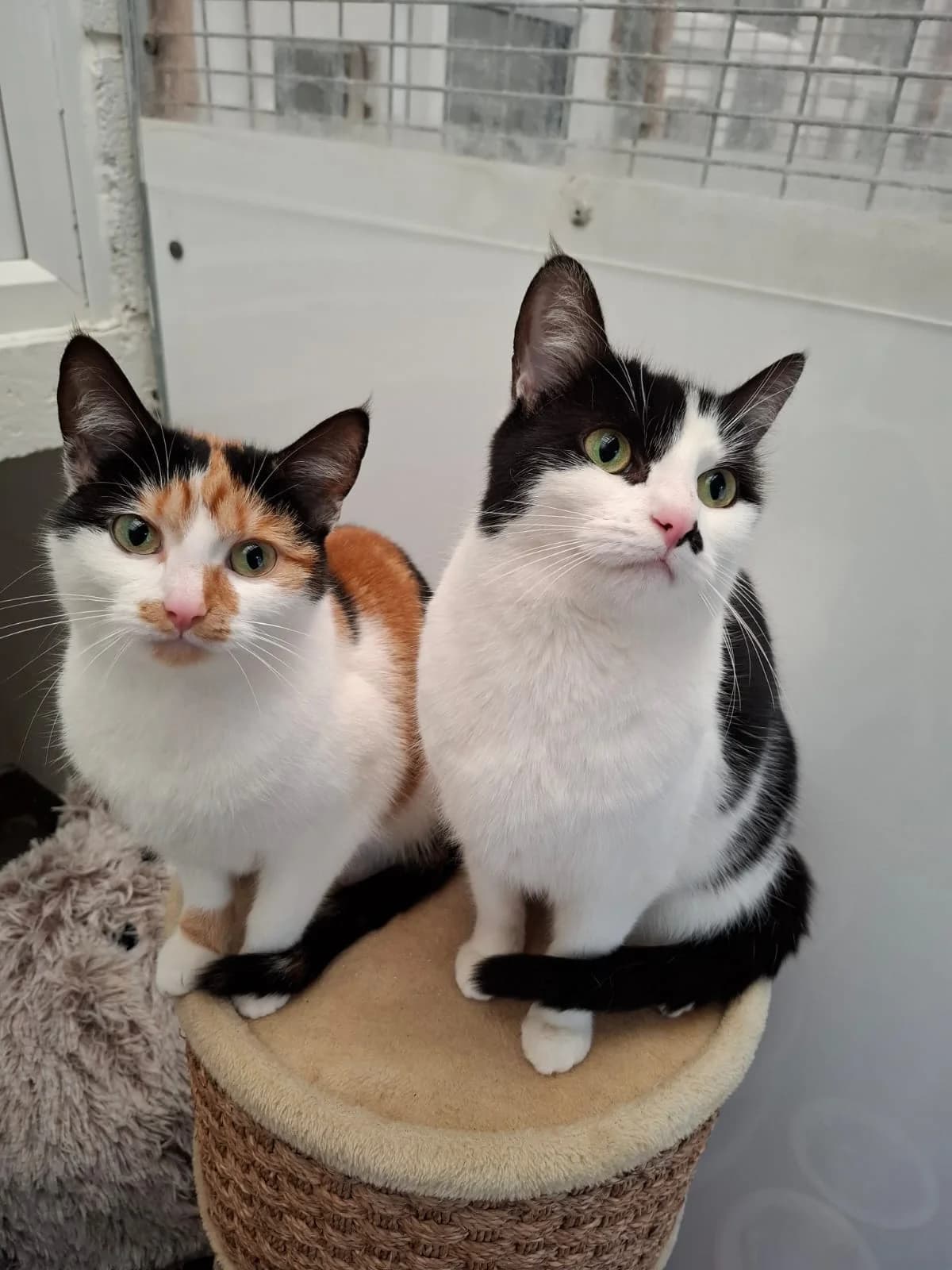 Pixie & Charley, female young Mixed Breed for adoption at Warrington Animal Welfare, Warrington