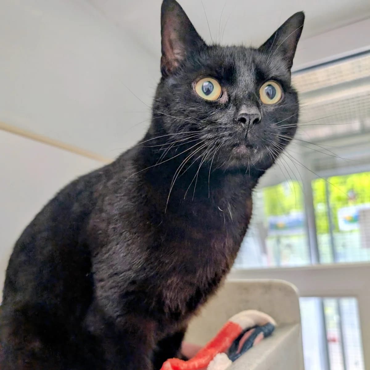 Prinny, female Mixed Breed for adoption at Warrington Animal Welfare, Warrington