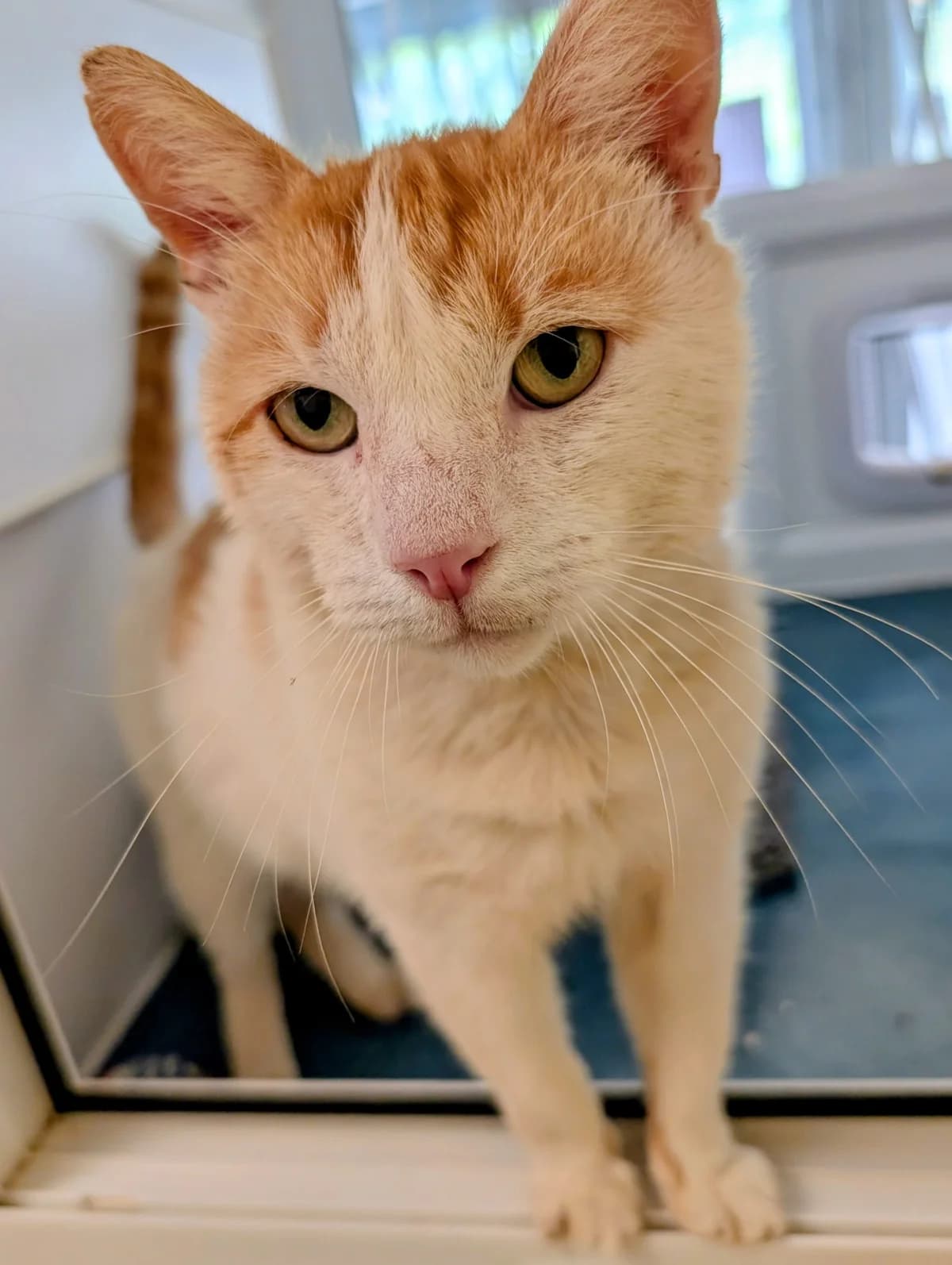 Ruben, male Mixed Breed for adoption at Warrington Animal Welfare, Warrington
