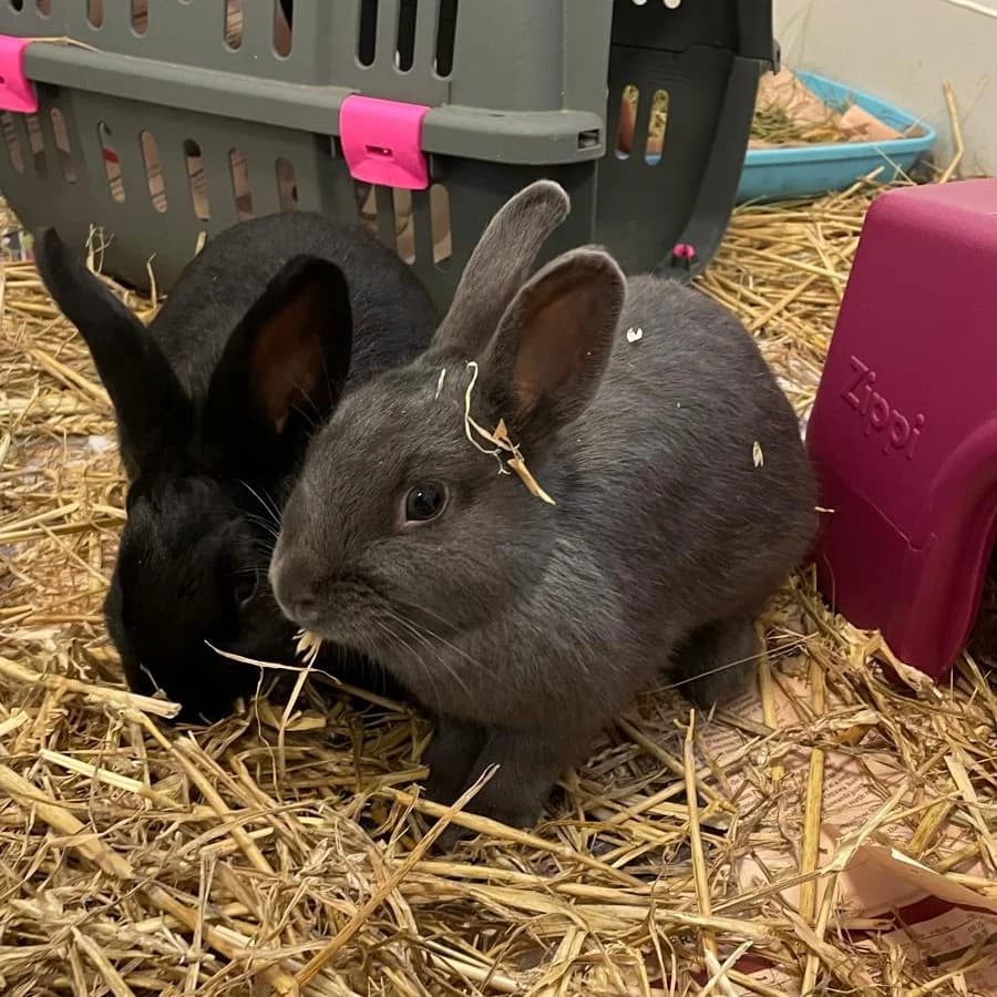 Sally and Love, female Mixed Breed for adoption at Warrington Animal Welfare, Warrington