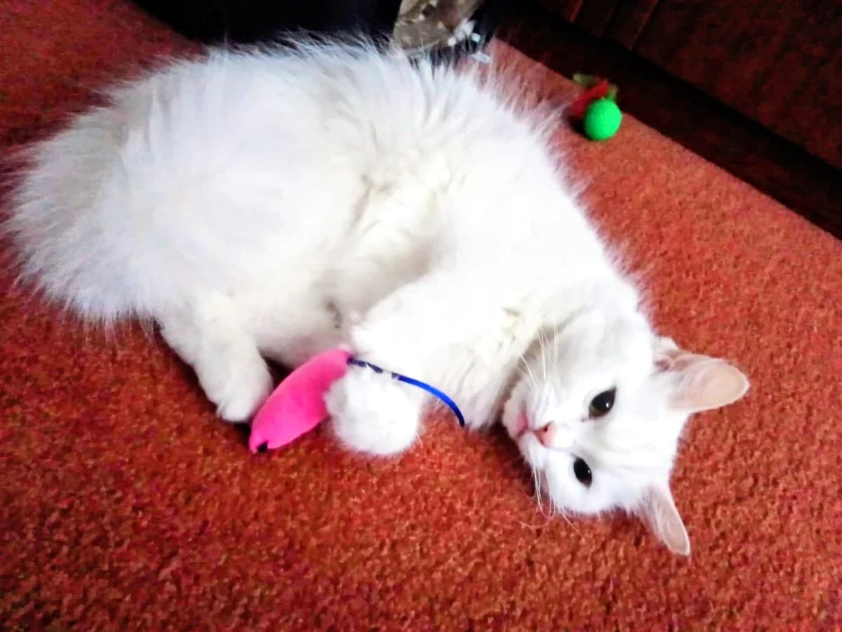 Snowy, female Mixed Breed for adoption at Warrington Animal Welfare, Warrington