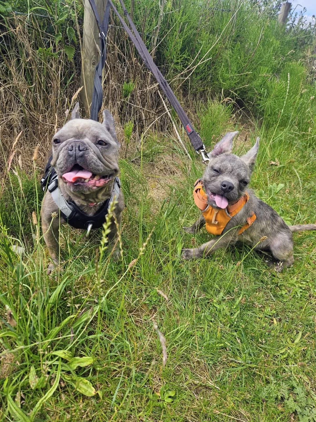 Stella and Otis, female Mixed Breed for adoption at Warrington Animal Welfare, Warrington