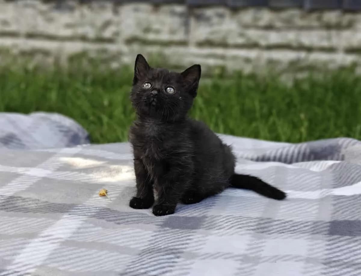 Suki, female puppy Mixed Breed for adoption at Warrington Animal Welfare, Warrington