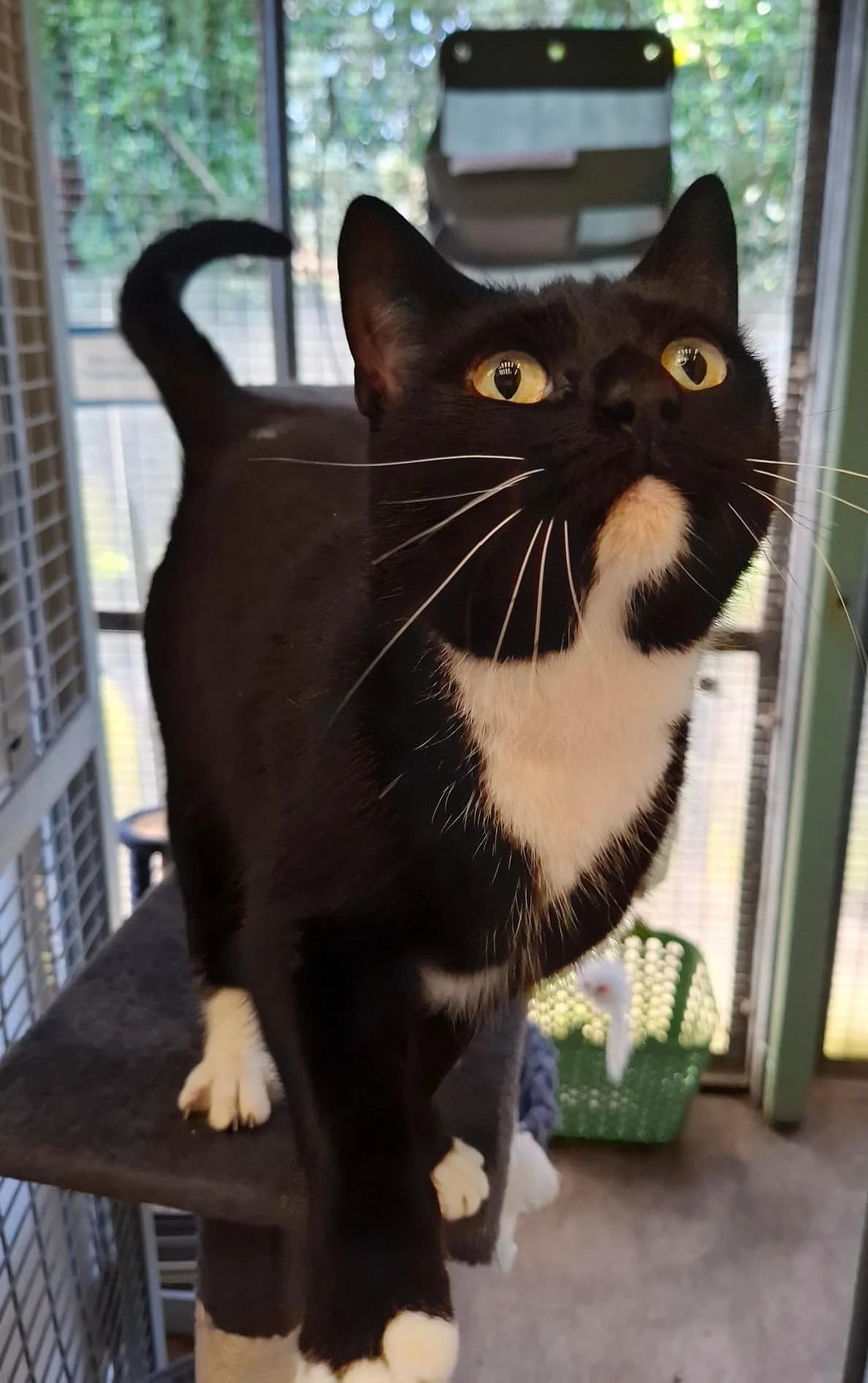 Tigger, female Mixed Breed for adoption at Warrington Animal Welfare, Warrington