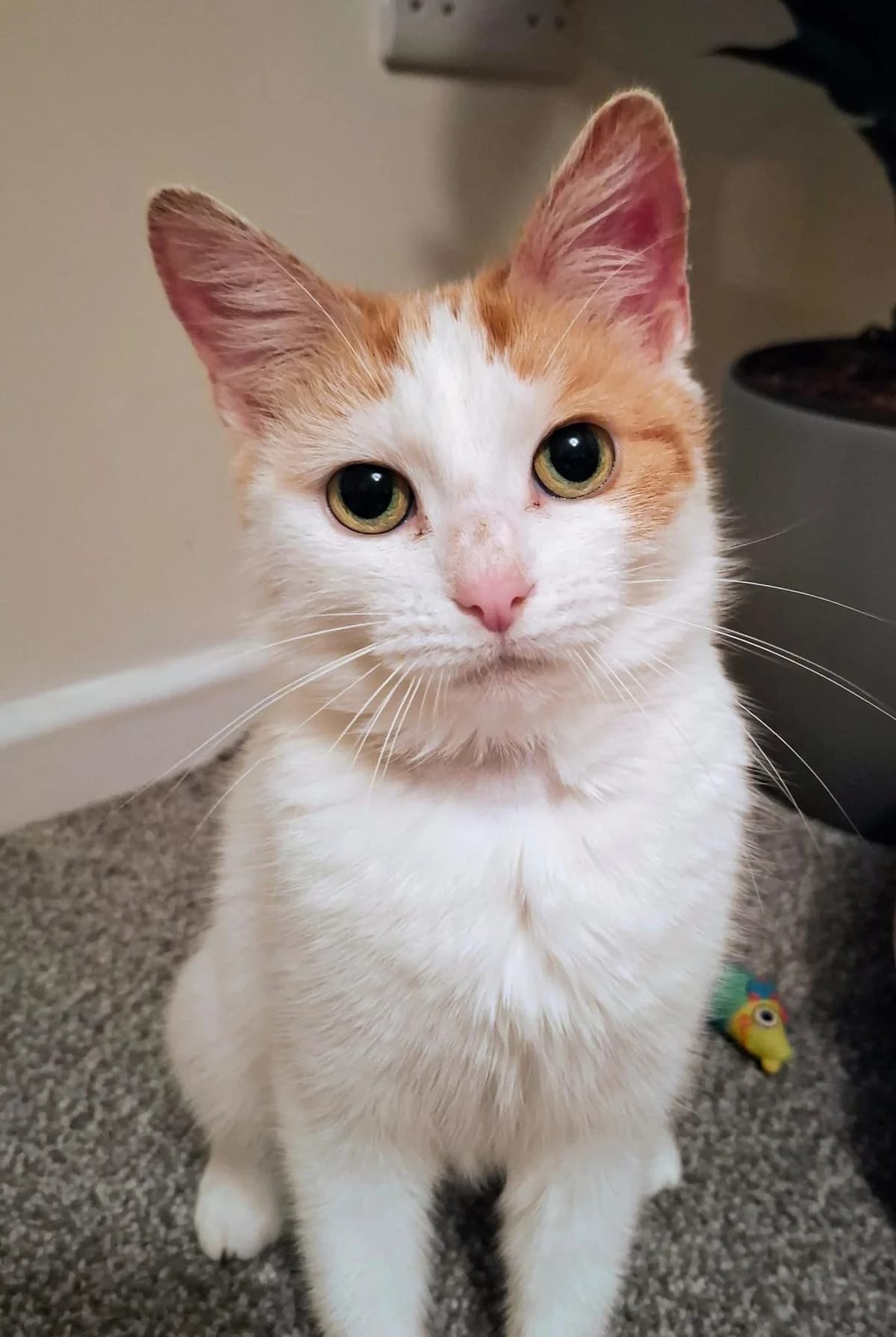 Tilly, female senior Mixed Breed for adoption at Warrington Animal Welfare, Warrington
