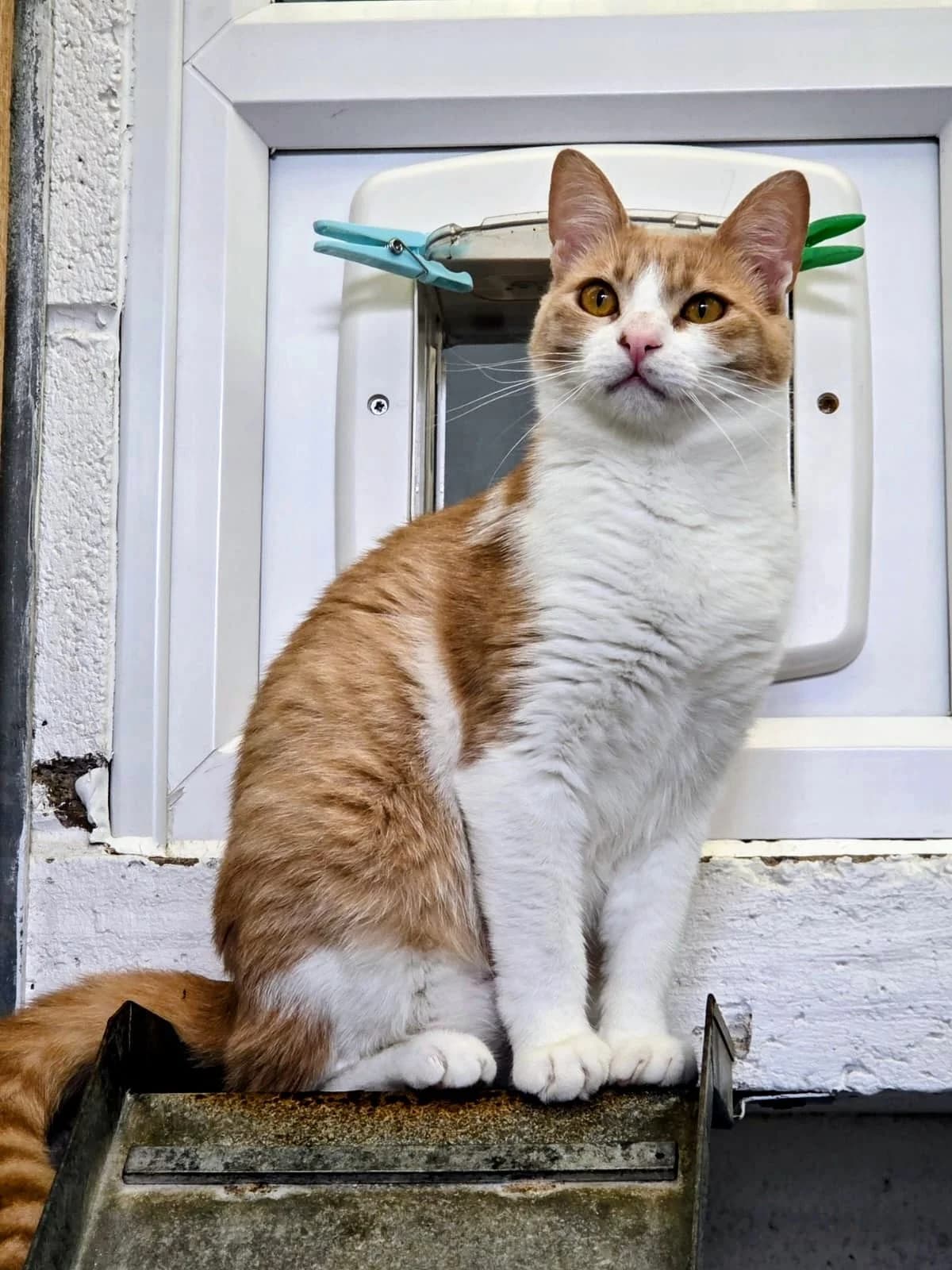 Travis, male Mixed Breed for adoption at Warrington Animal Welfare, Warrington