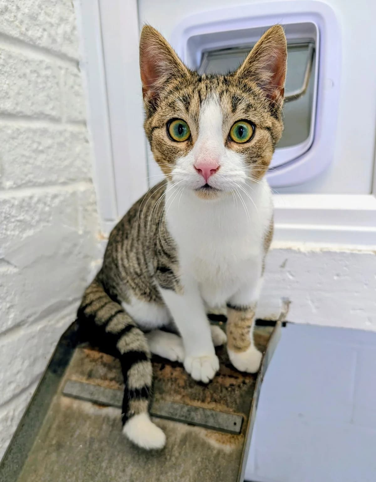 Vinnie, male Mixed Breed for adoption at Warrington Animal Welfare, Warrington