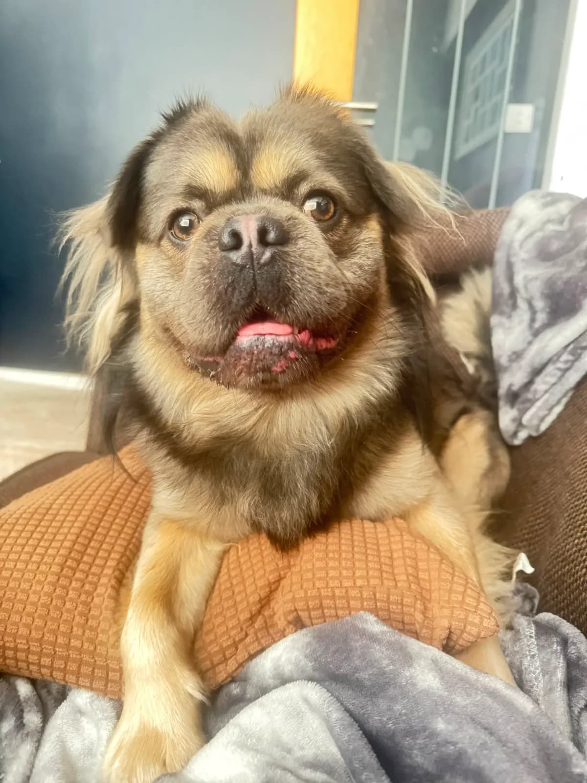 Winston, male Mixed Breed for adoption at Warrington Animal Welfare, Warrington