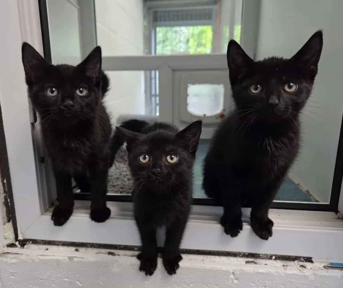 Winston, Rosie & Josh, female Mixed Breed for adoption at Warrington Animal Welfare, Warrington