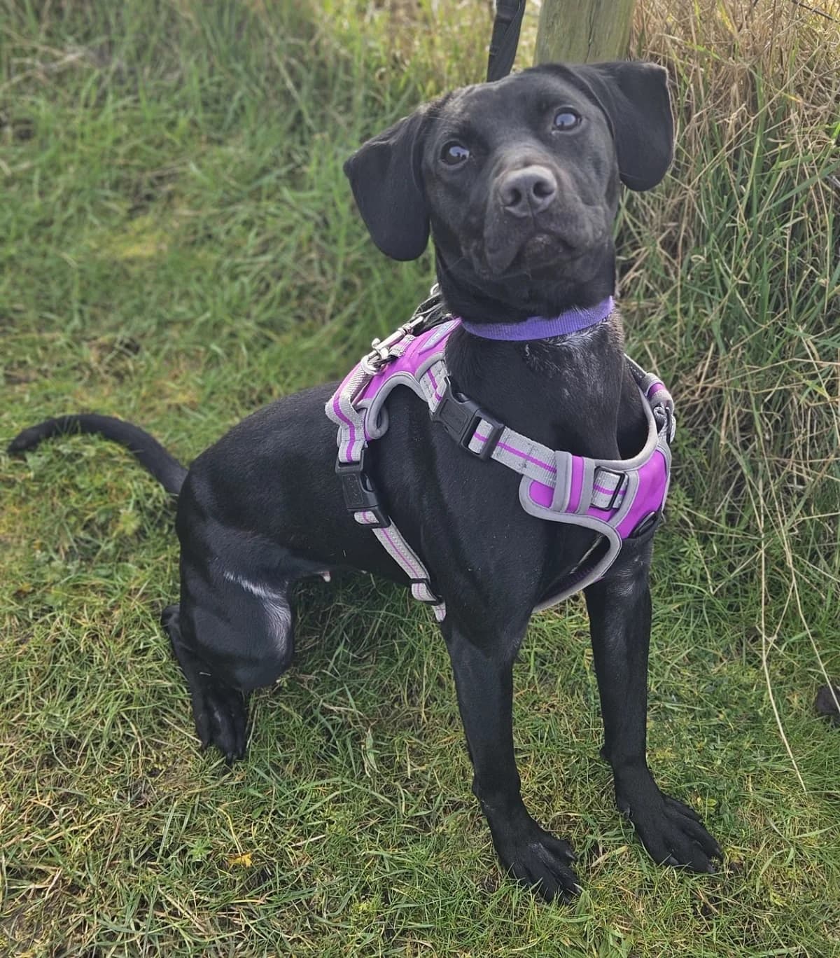Wynter, female puppy Mixed Breed for adoption at Warrington Animal Welfare, Warrington