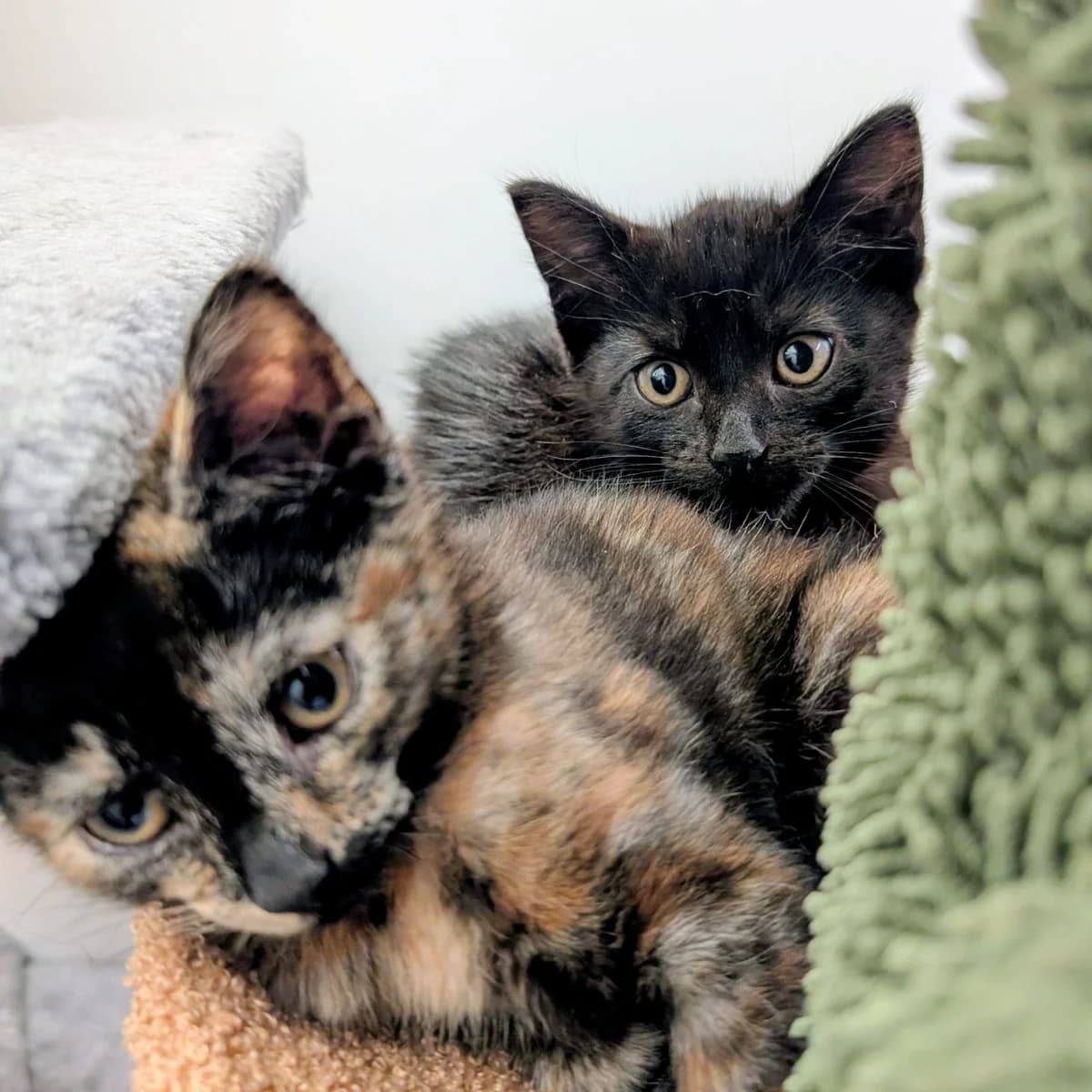 Zuzu & Leo, female puppy Mixed Breed for adoption at Warrington Animal Welfare, Warrington