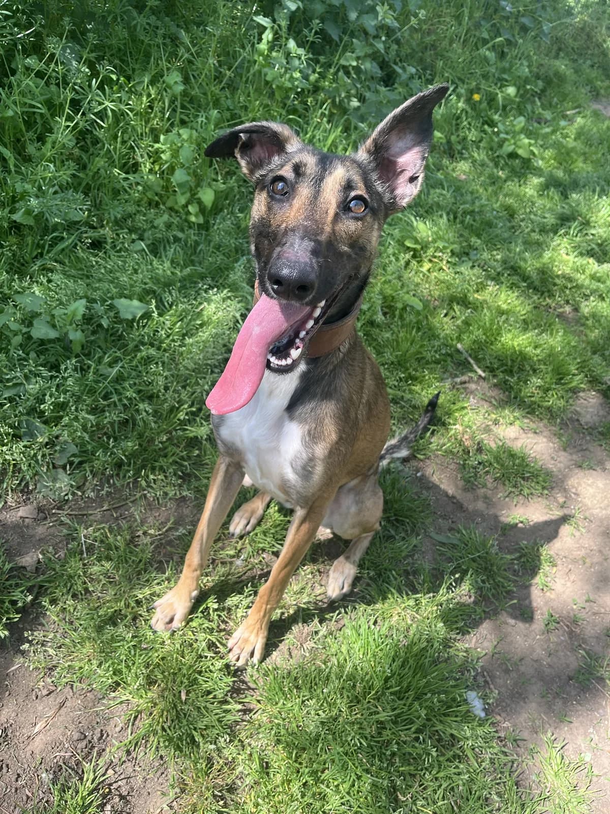 AMARA, female young Mixed Breed for adoption at Wellingborough Dog Welfare