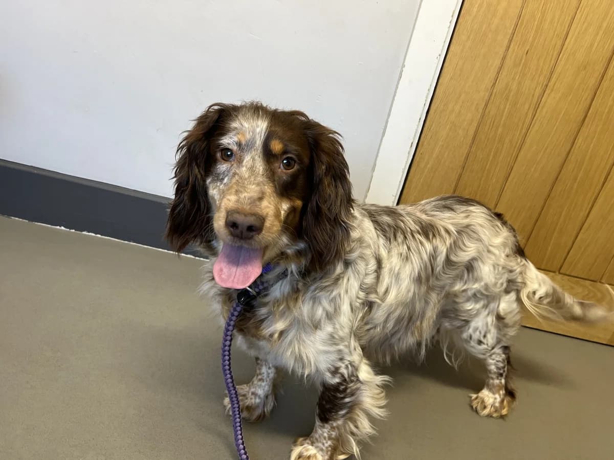 BRIE, female 3yo Mixed Breed for adoption at Wellingborough Dog Welfare