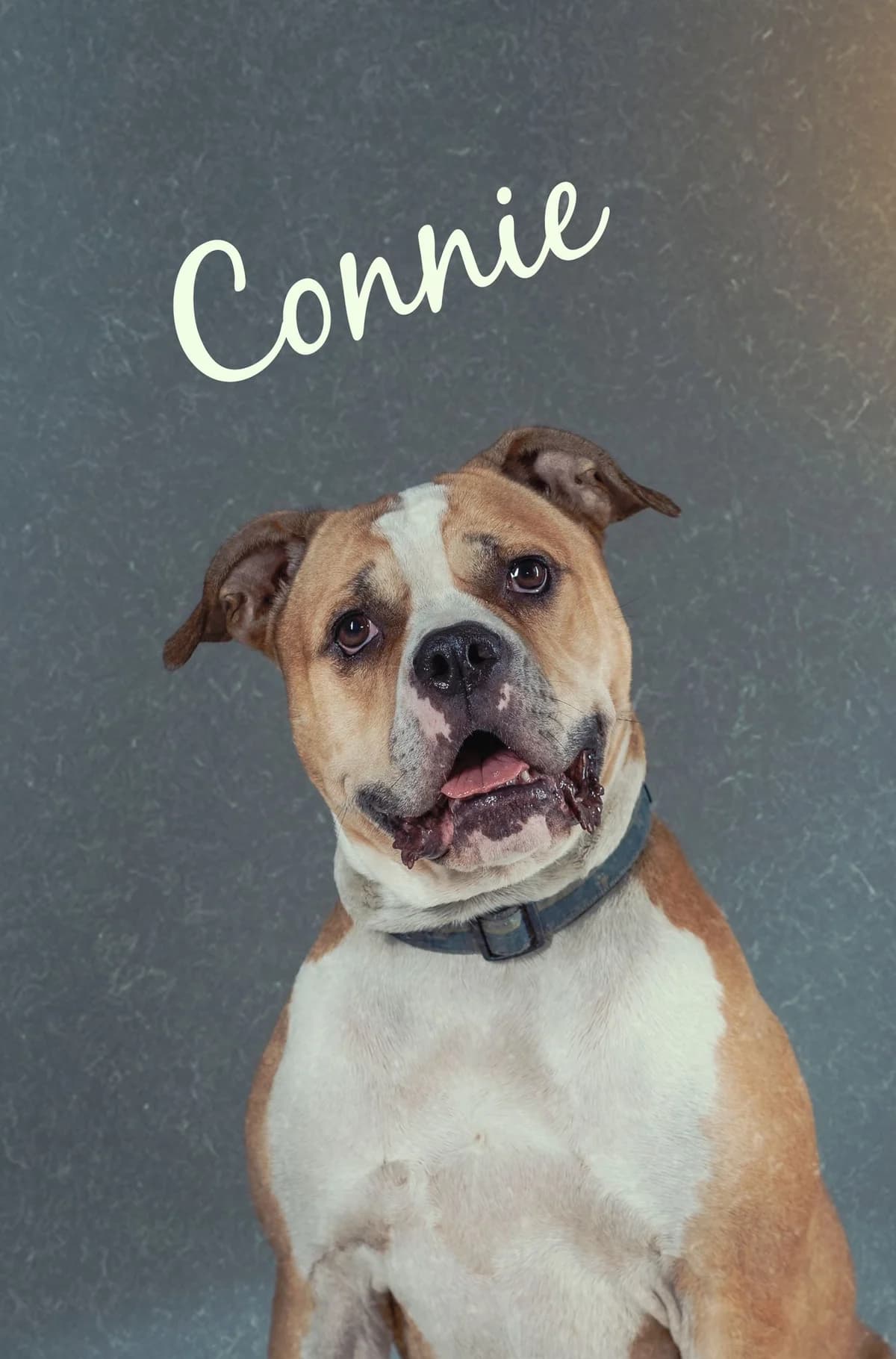 CONNIE, female 7yo English Bulldog for adoption at Wellingborough Dog Welfare
