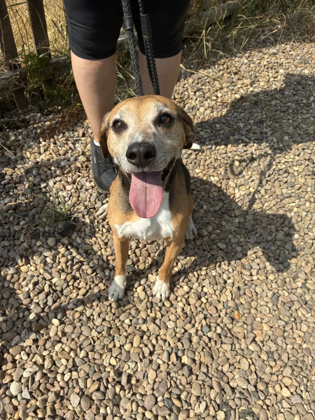 JOEY, male 5yo Mixed Breed for adoption at Wellingborough Dog Welfare