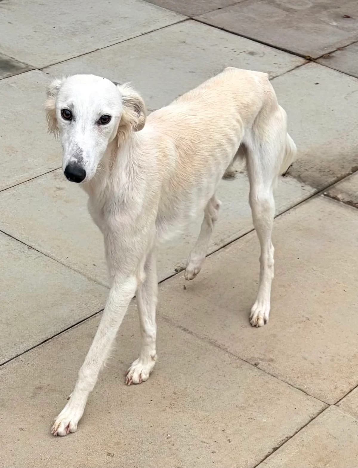 JOSEPH, male Mixed Breed for adoption at Wellingborough Dog Welfare