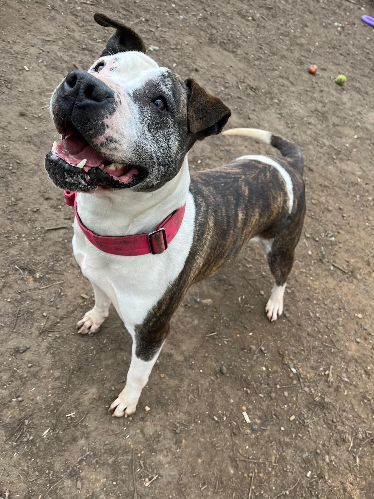 LOTTIE, female Mixed Breed for adoption at Wellingborough Dog Welfare