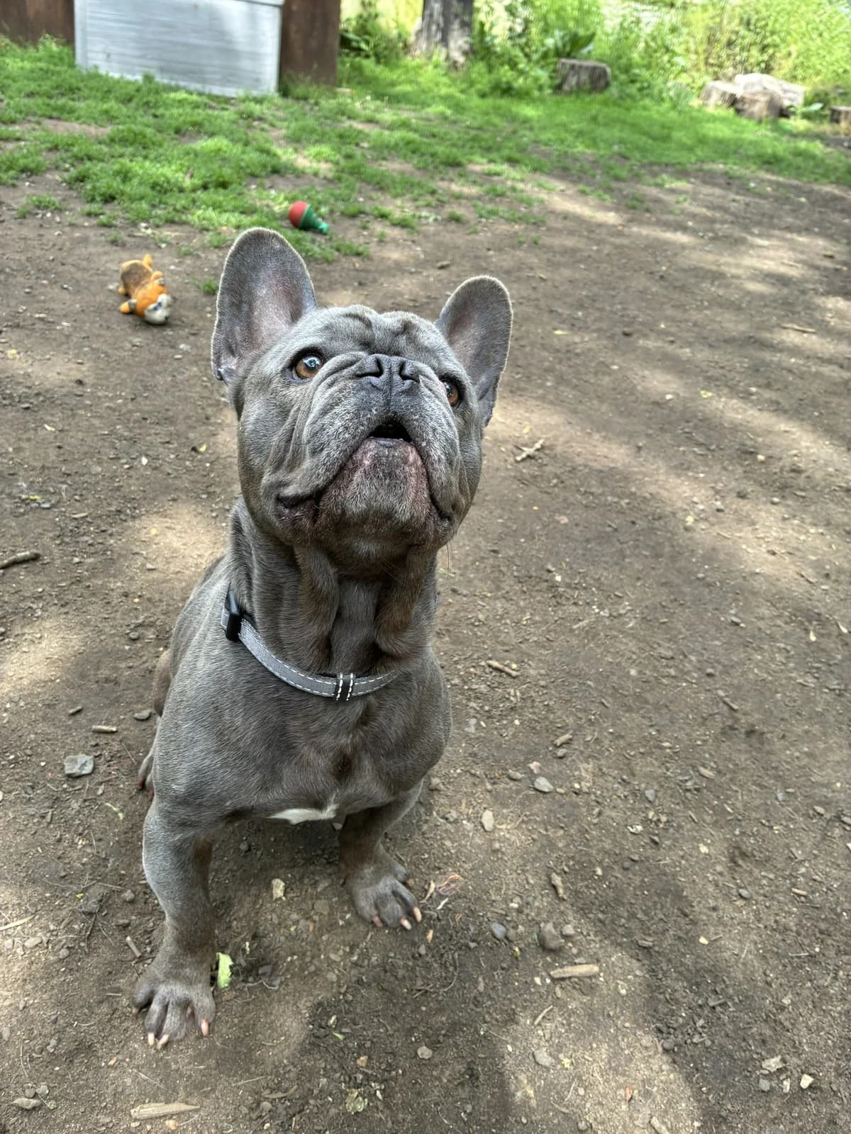 MEATBALL, male Mixed Breed for adoption at Wellingborough Dog Welfare