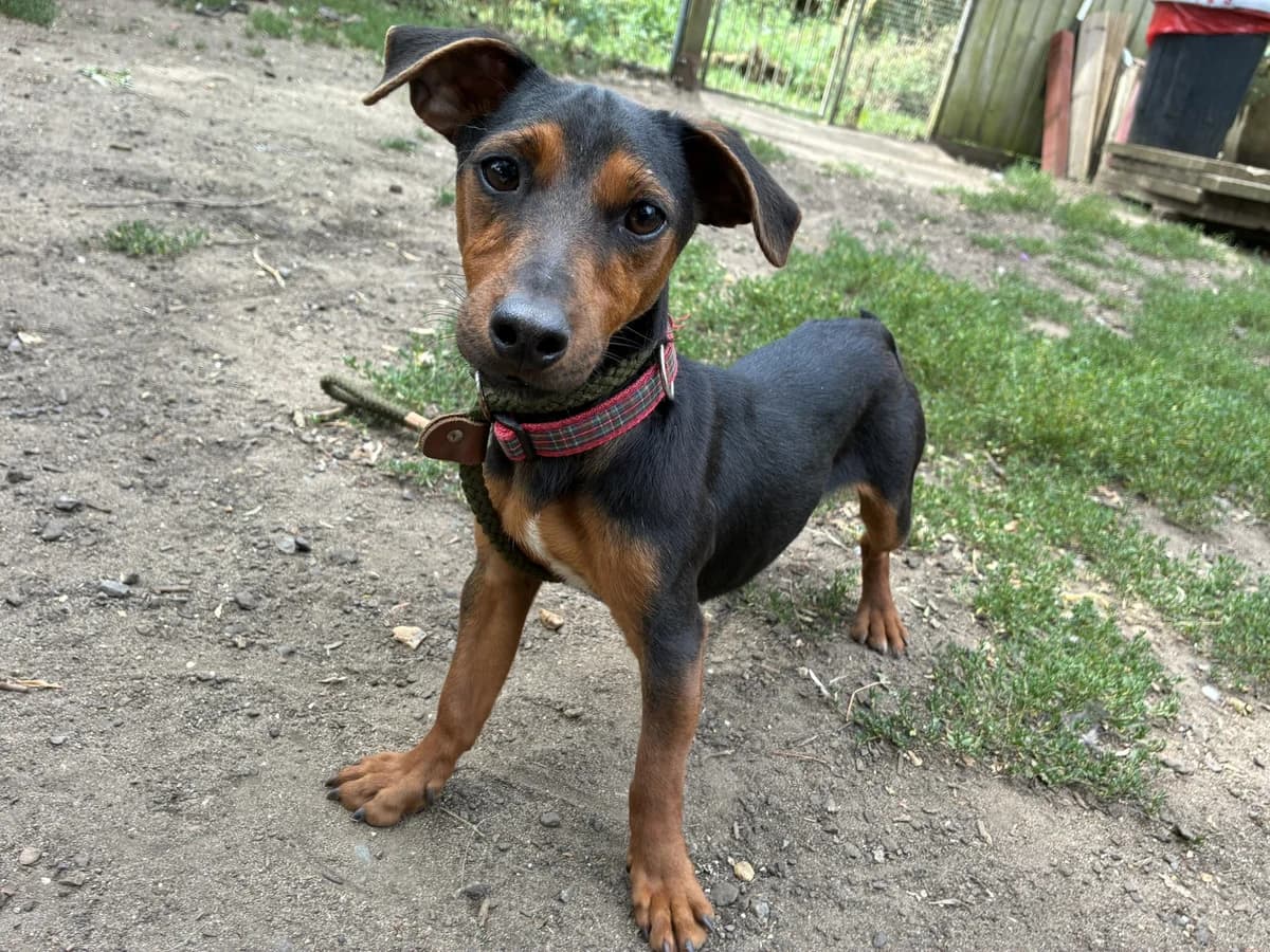 MICKEY, male puppy Mixed Breed for adoption at Wellingborough Dog Welfare