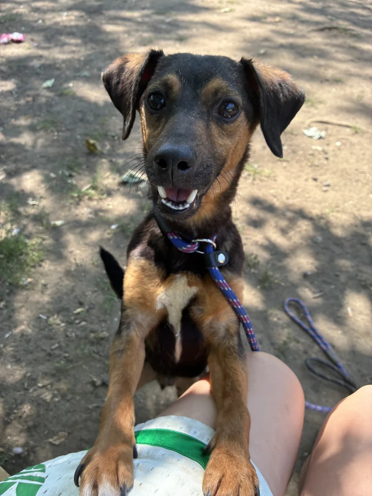 MOUSE, male puppy Mixed Breed for adoption at Wellingborough Dog Welfare