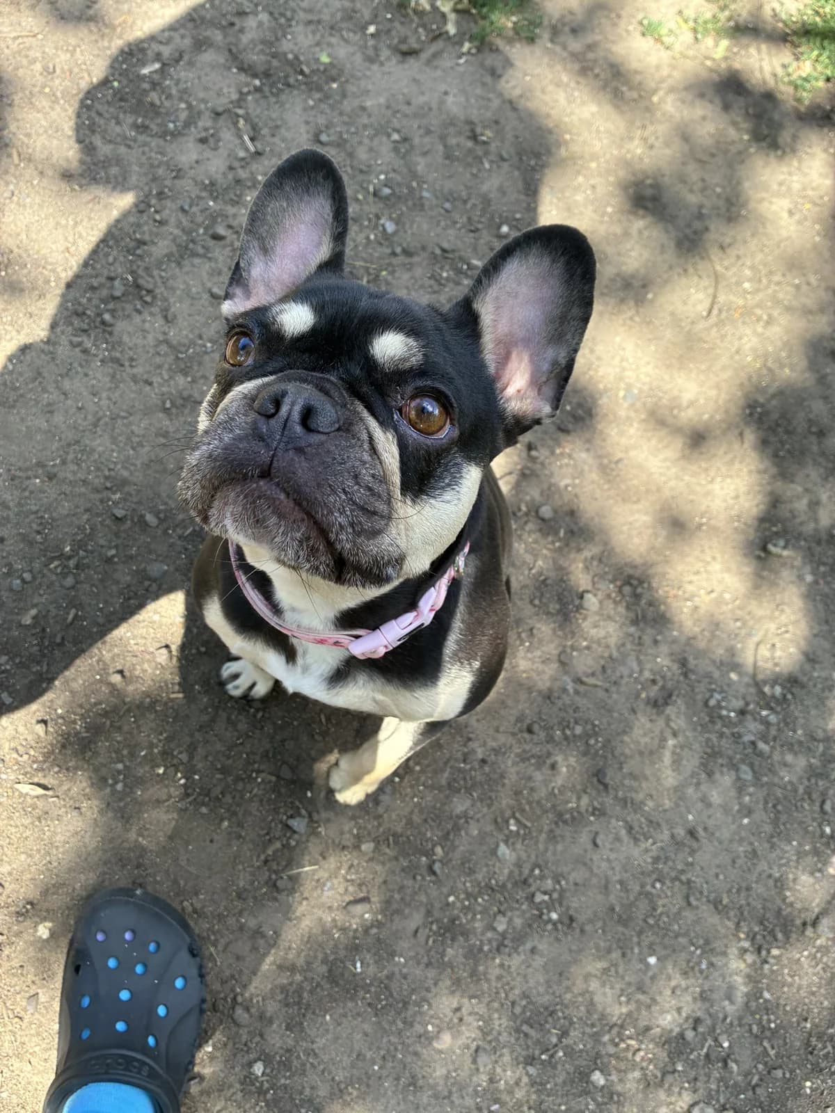 PEGGY, female 4yo Mixed Breed for adoption at Wellingborough Dog Welfare