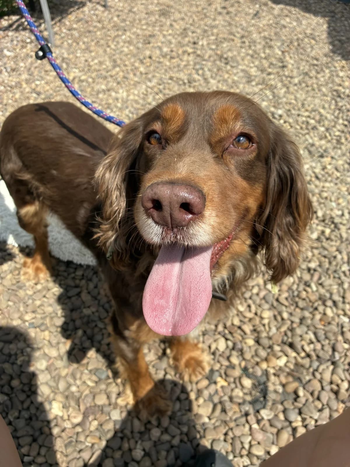 PICKLES, female 6yo Mixed Breed for adoption at Wellingborough Dog Welfare