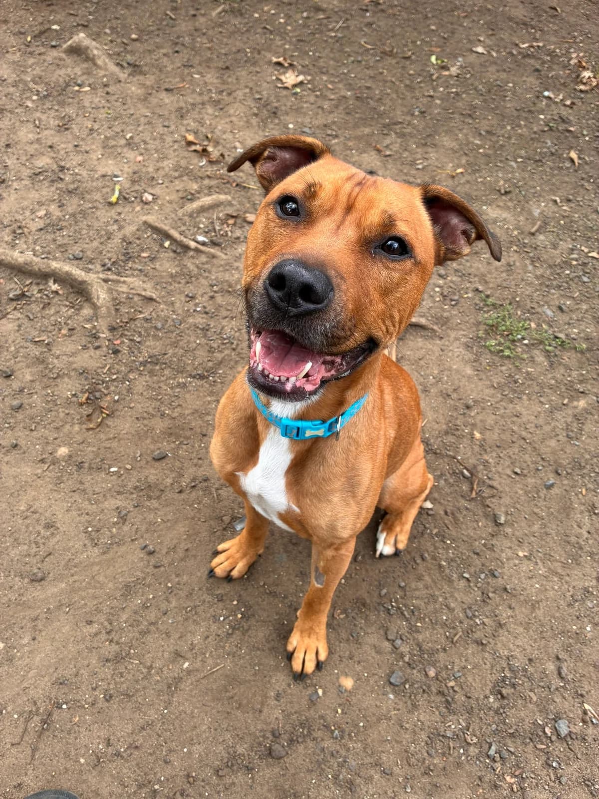 RUPERT, male 6yo Mixed Breed for adoption at Wellingborough Dog Welfare