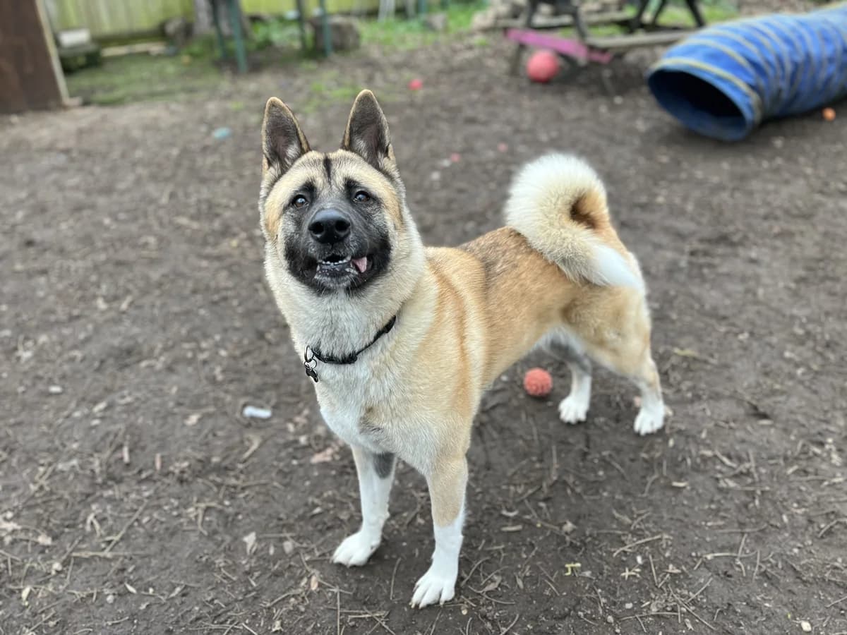 SASHA, female Mixed Breed for adoption at Wellingborough Dog Welfare