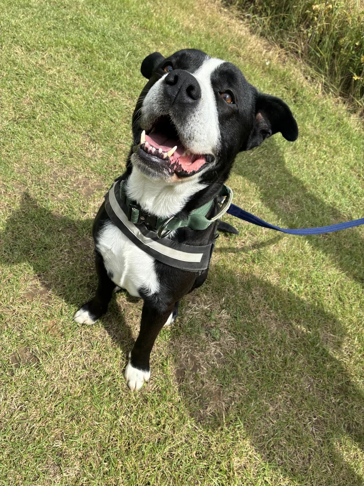 SPUD, male 5yo Mixed Breed for adoption at Wellingborough Dog Welfare