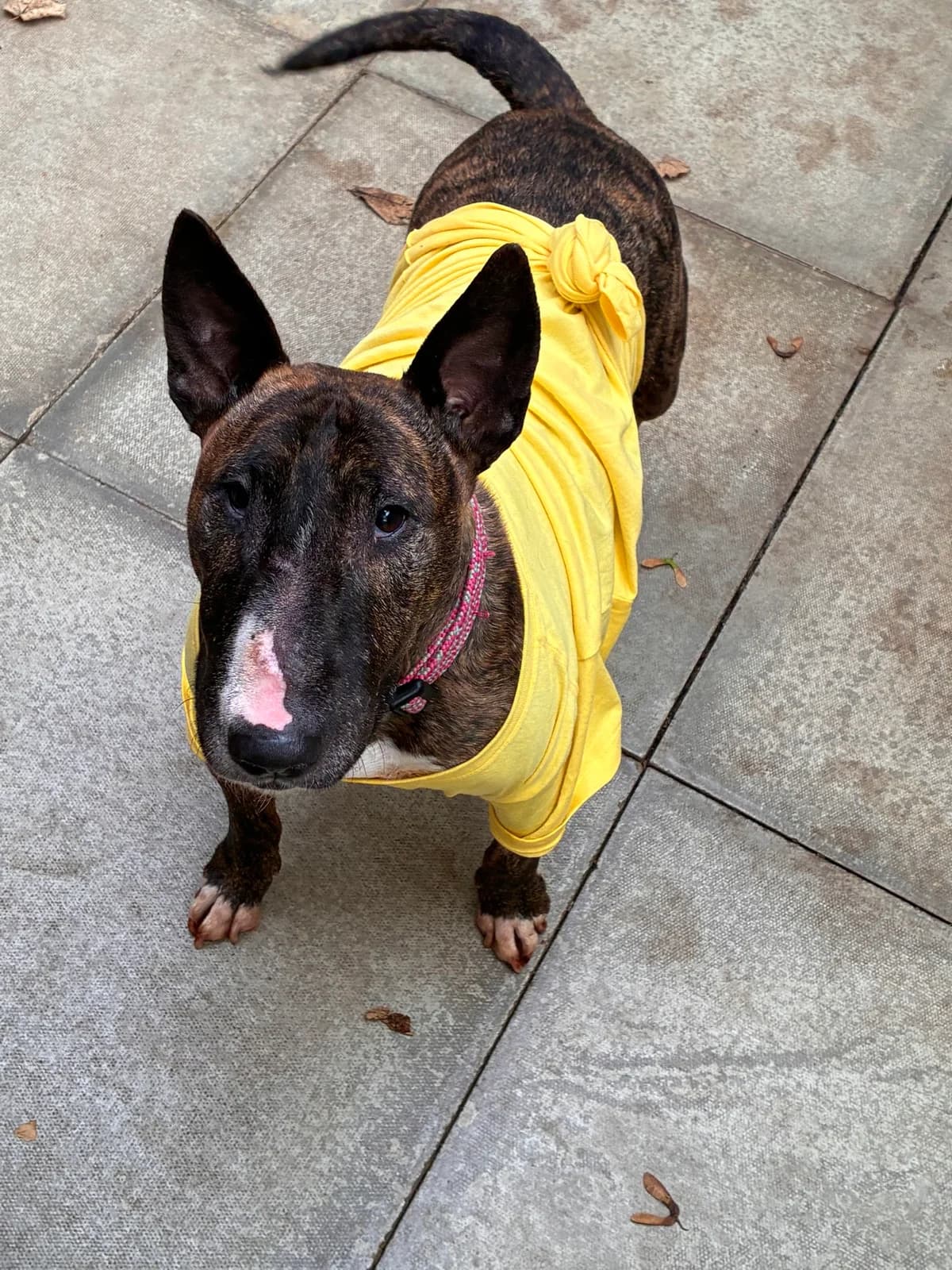 WANDA, female 7yo Mixed Breed for adoption at Wellingborough Dog Welfare