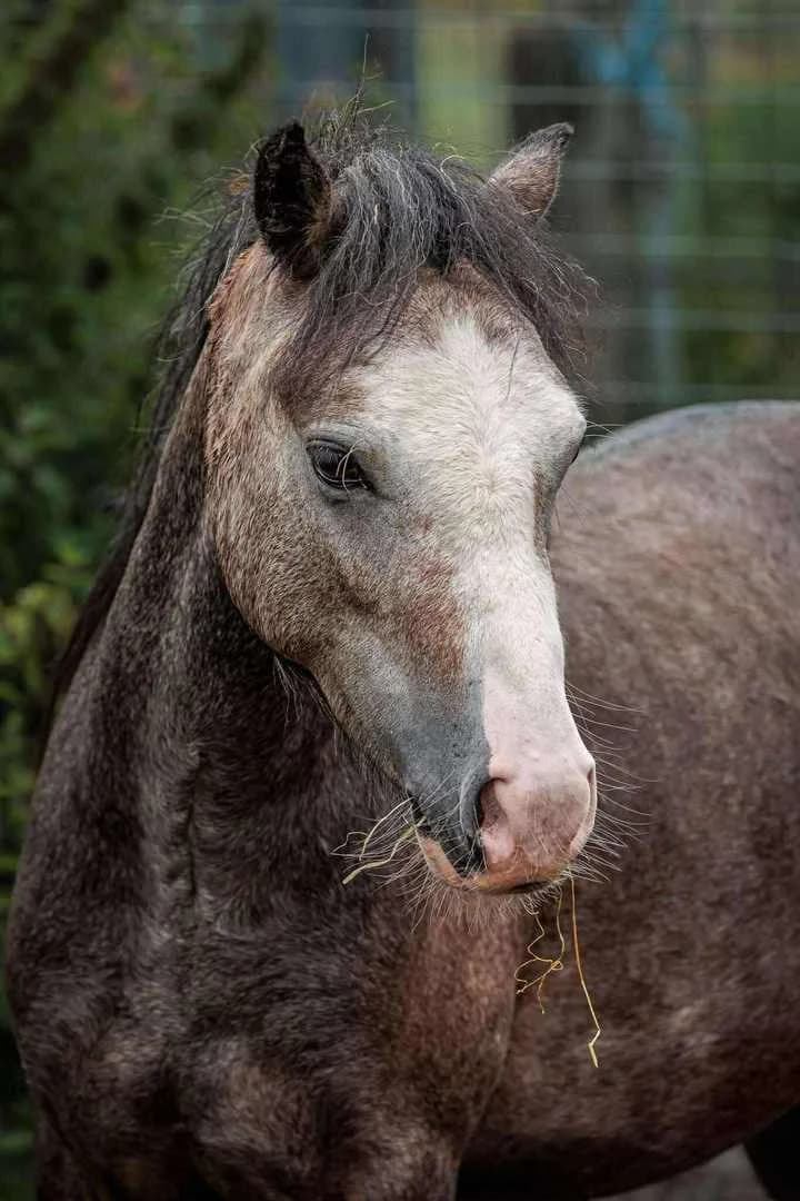 Sweet Pea WPCS Section A Gelding, male young mixed breed for adoption at Welsh Pony Rescue & Rehoming Charitable Trust