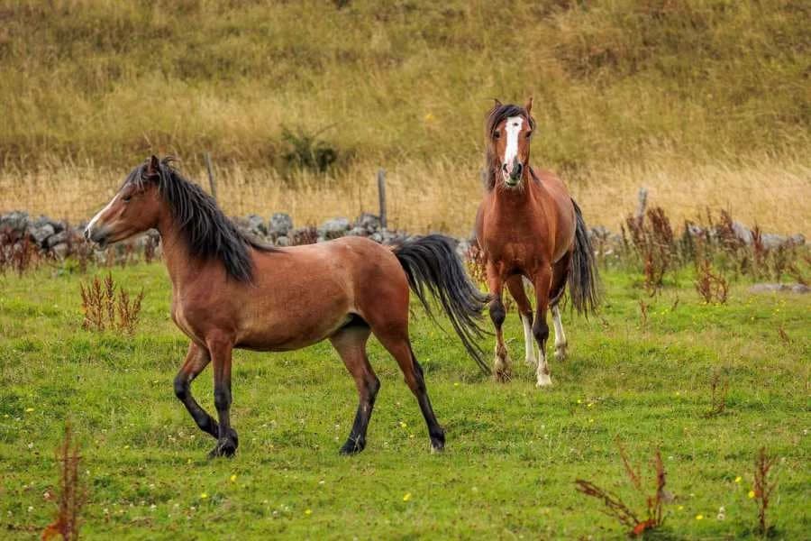 Red, male 3yo Mixed Breed for adoption at Welsh Pony Rescue & Rehoming Charitable Trust