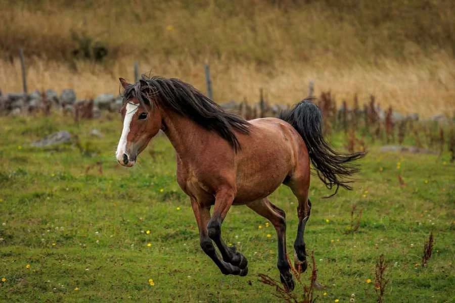 Buttercup, female 3yo Mixed Breed for adoption at Welsh Pony Rescue & Rehoming Charitable Trust