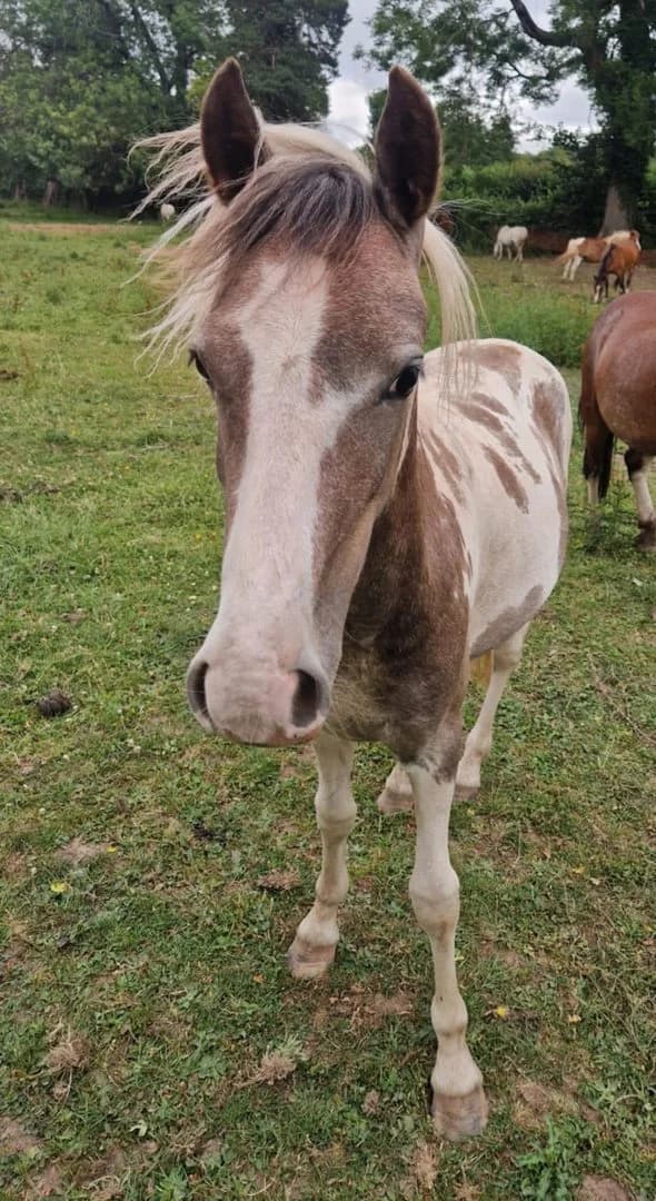 Sassy, female young Mixed Breed for adoption at Welsh Pony Rescue & Rehoming Charitable Trust