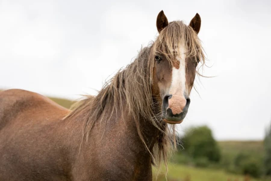 Nutmeg, female senior Mixed Breed for adoption at Welsh Pony Rescue & Rehoming Charitable Trust