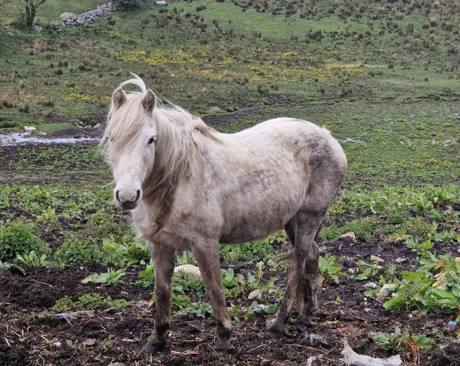 Sherry, female senior Mixed Breed for adoption at Welsh Pony Rescue & Rehoming Charitable Trust