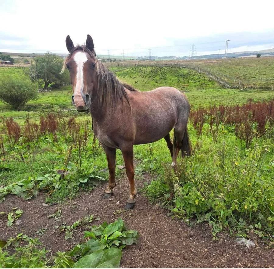 Dusky Mae, female senior Mixed Breed for adoption at Welsh Pony Rescue & Rehoming Charitable Trust