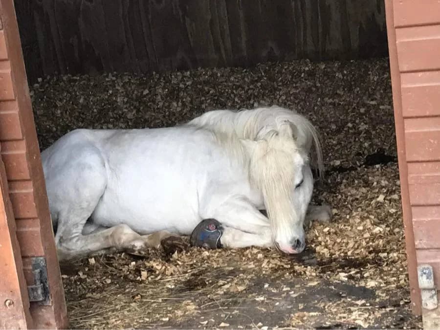 Ash, female senior Mixed Breed for adoption at Welsh Pony Rescue & Rehoming Charitable Trust