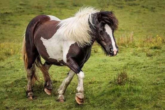 Flicker, female 5yo mixed breed for adoption at Welsh Pony Rescue & Rehoming Charitable Trust