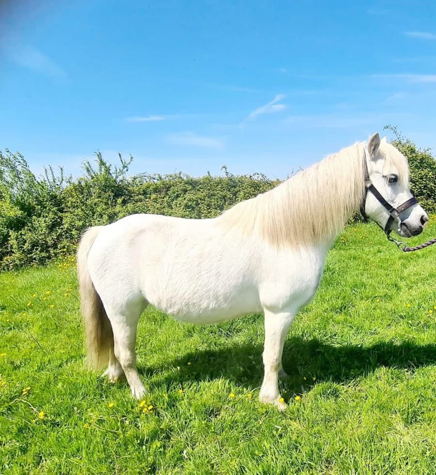 Martyr Tydfil Sky (red plait) & Snow, female mixed breed for adoption at Welsh Pony Rescue & Rehoming Charitable Trust